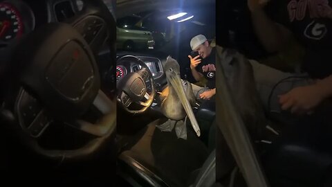 IM THE BIGGEST BIRD!¡