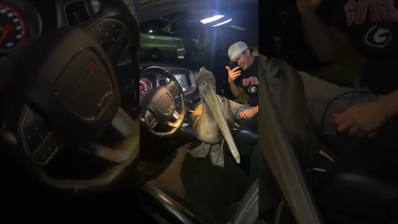 IM THE BIGGEST BIRD!¡