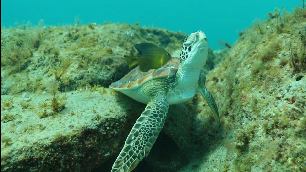 The Sea Turtle Busy For Grooming