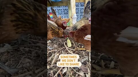 Chow time! #backyardchickens #homesteading #chicken #farmlife #homestead #homestead #homesteader