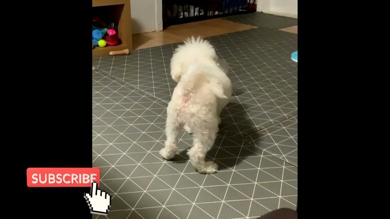 my cute doggy playing | agribites #status #dogs #dogshort#cutedog #funnyshortvideo#pomeranianpuppy