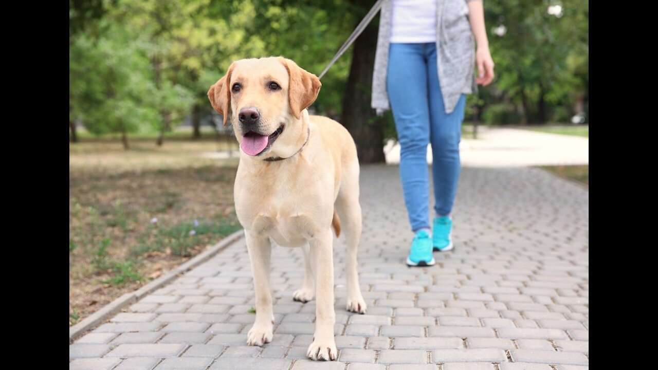 How to teach dog to walk nice on the leash | EASY AND QUICK TRAINING RESULTS!