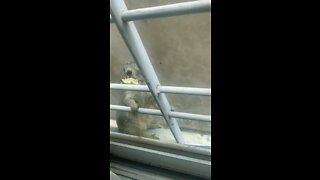 squirrel is caught in the act