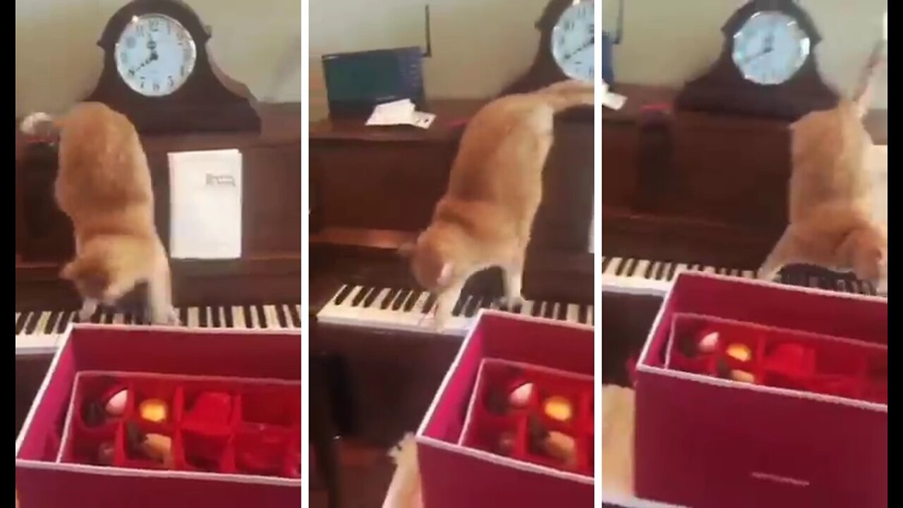 The cat is practicing the piano, please don't disturb her