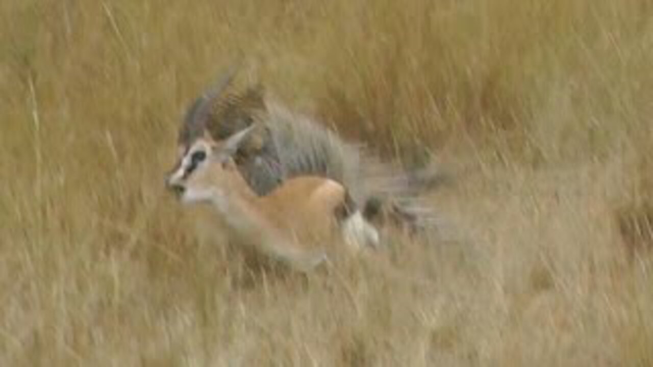 MUST SEE! Leopard Hunts Gazelle on Safari Tour, Masai Mara, Kenya, Africa. Full animal hunt.