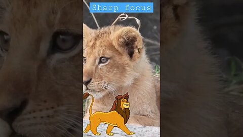 Sharp focus of cute cub. #cub #sharpfocus #motivation #viral #shorts @souravjoshivlogs7028