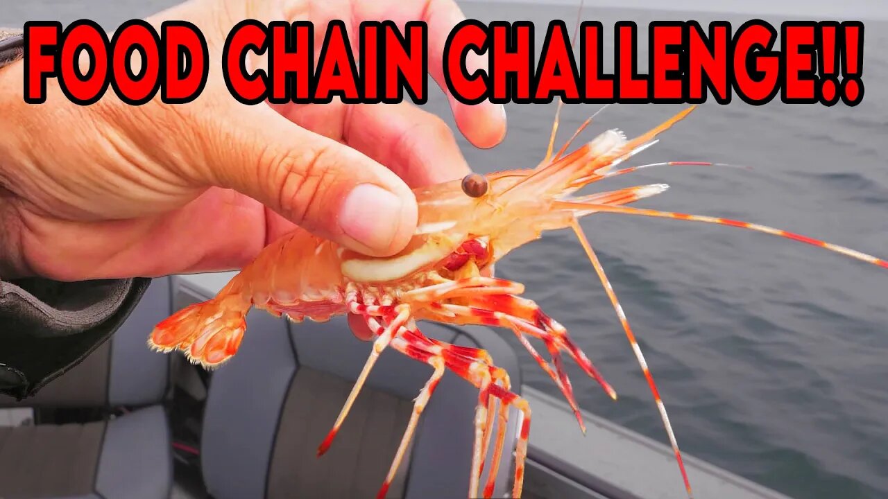 Food Chain Fishing CHALLENGE! (Spot Prawn Catch & Cook)