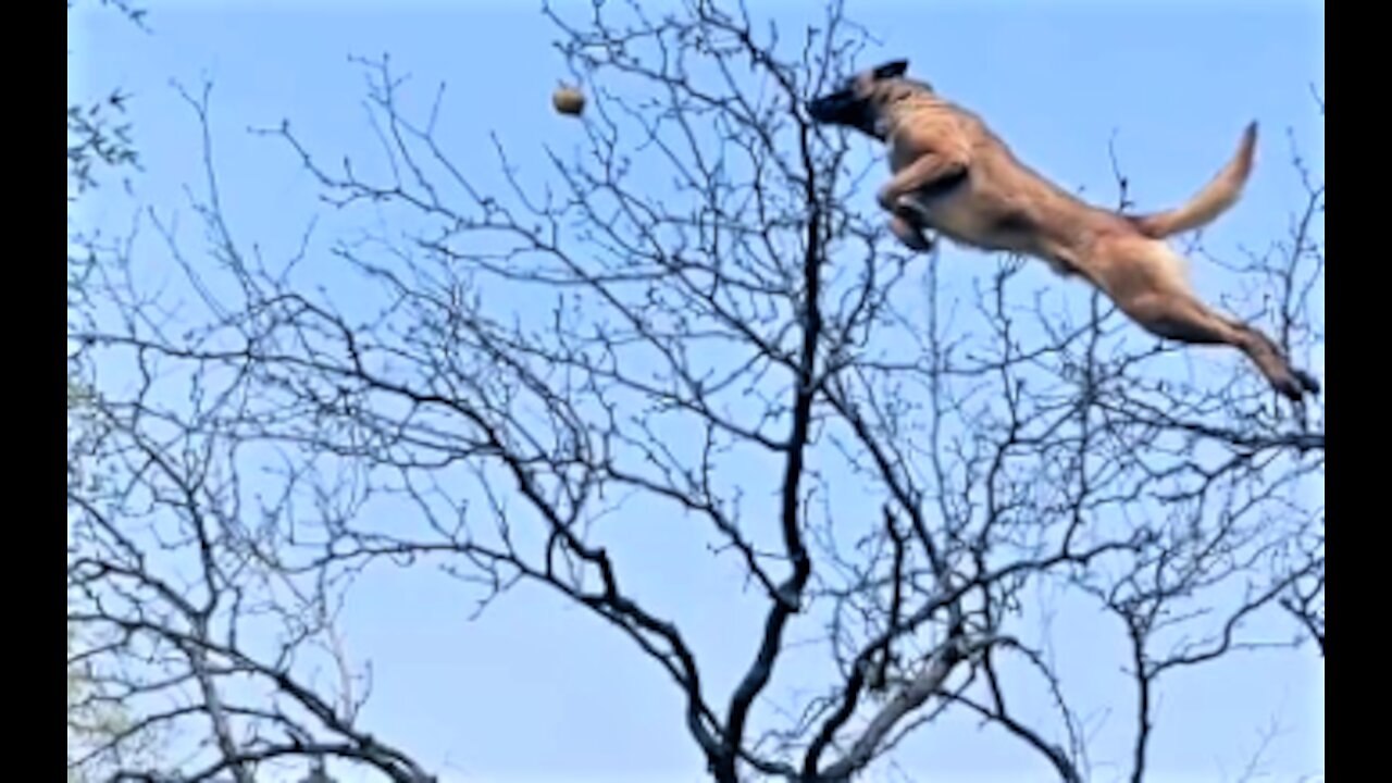 Amazing Dogs That Can Fly