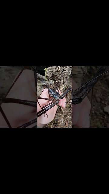 Goo Goo Muck the Tailless Whip Scorpion!