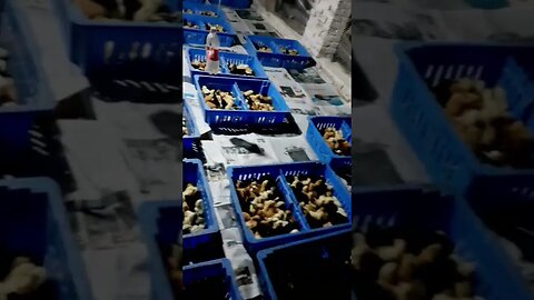 Daku #trending #viralsong #shorts