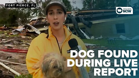 Fort Pierce, FL Dog found in home rubble during live CBS report