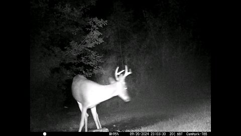 Buck Deer 9-20-2024