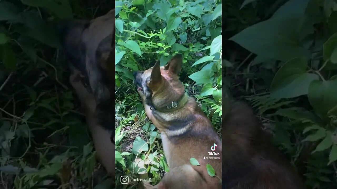 Want to add tracking to your protection dog? We can do that. #protectiondog #malinoislovers