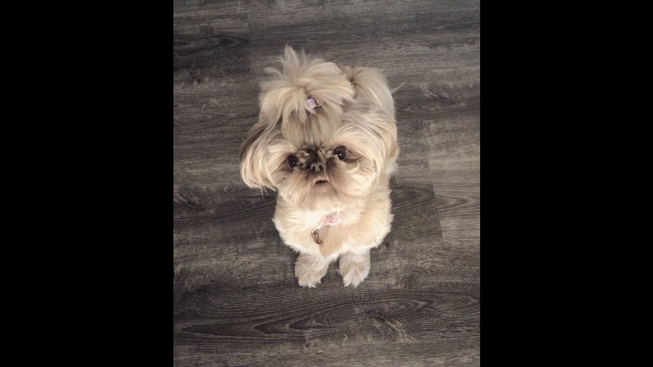 Shih tzu feeling a little bossy