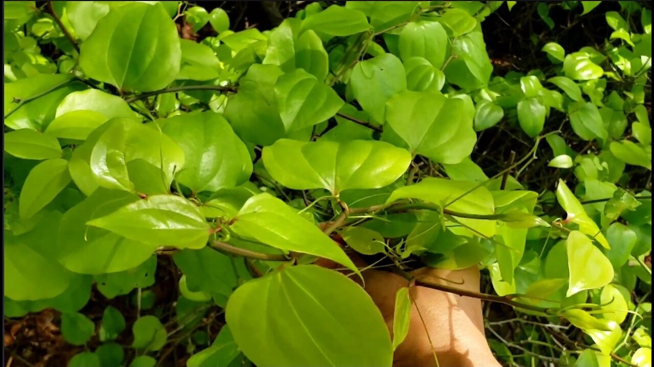 Greenbrier, Smilax foraging