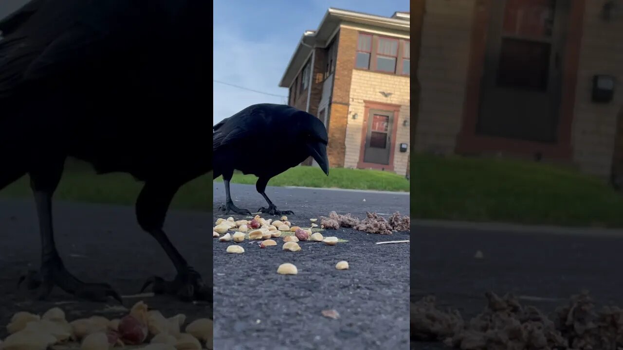Don’t miss the #crow buffet! #birds