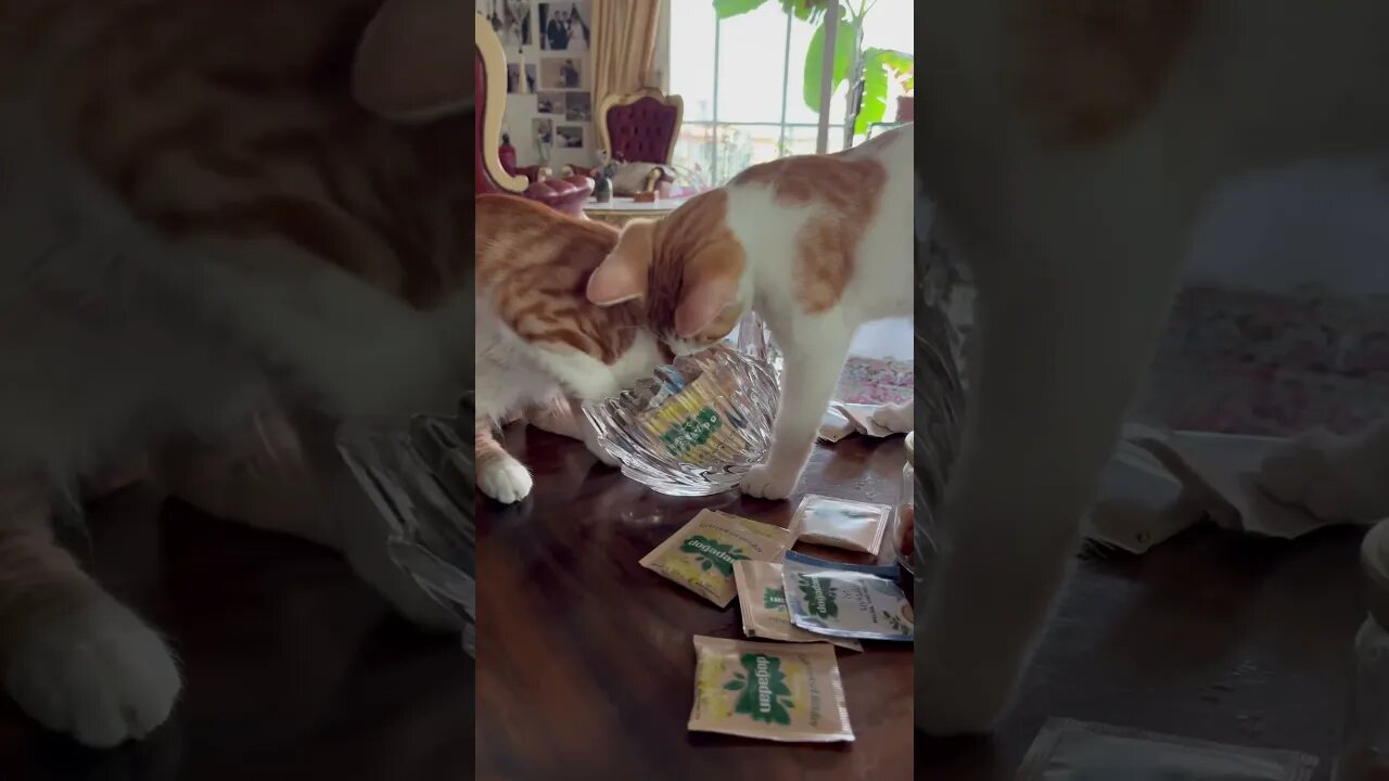 Kitten searching for tea 😹😹 #cutekitty