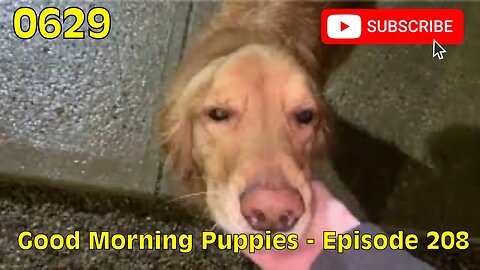 [0629] GOOD MORNING PUPPIES - EPISODE 208 [#dogs #doggos #doggies #puppies #dogdaycare]