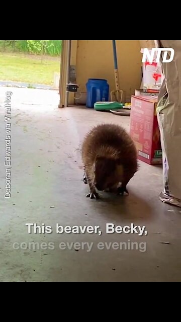 Beaver Comes Every Evening For Snack