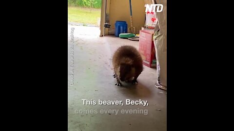 Beaver Comes Every Evening For Snack