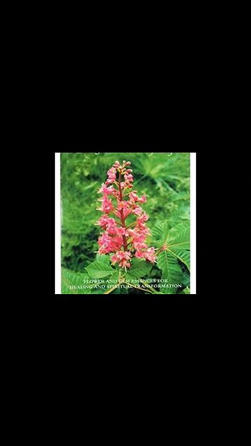 THE FLOWERS OF LIFE BOOK FLOWER AND GEM ESSENCES FOR HEALING AND SPIRITUAL TRANSFORMATION