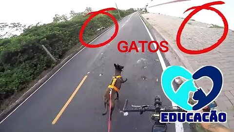 DOGS X GATOS X BIKE ??? NÃO É UMA BOA COMBINAÇÃO .....