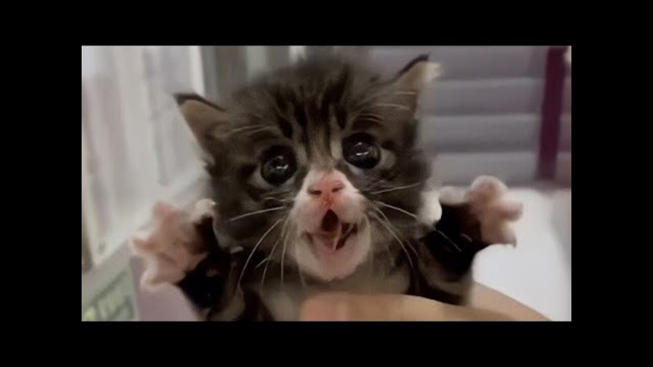 FUNNIEST CAT VİDEOS 😸 2021- Try Not To Laugh Or Grin Challenge