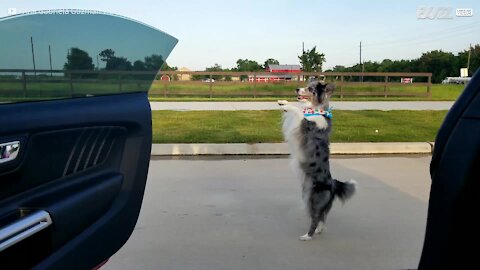 Keke Challenge: la cagnolina vince su tutti!