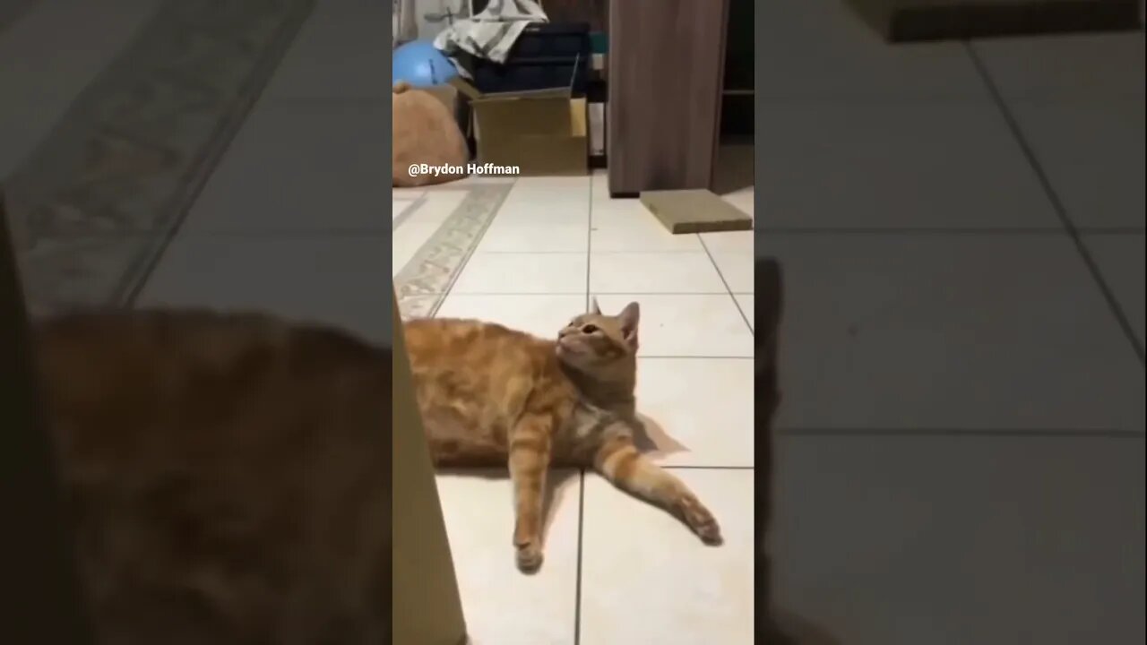 Funny Cat Meme 😂 pt.1 #shorts