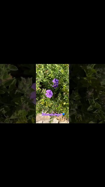 A primavera finalmente chegou! 🌸🌺🌷🌼🙏🏼 #shorts #australia #facts