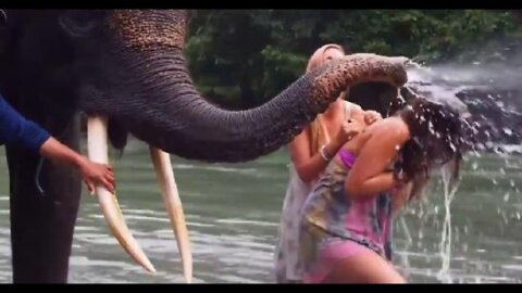 Cute Elephants-Funny Elephants Playing With Humans😘