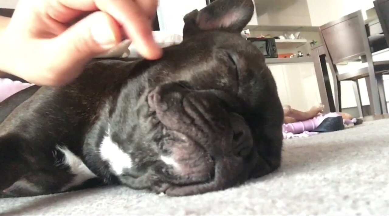 French bulldog (full of sleep)