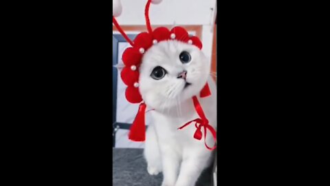 VIEW A AMAZING CAT DANCING VIDEO .