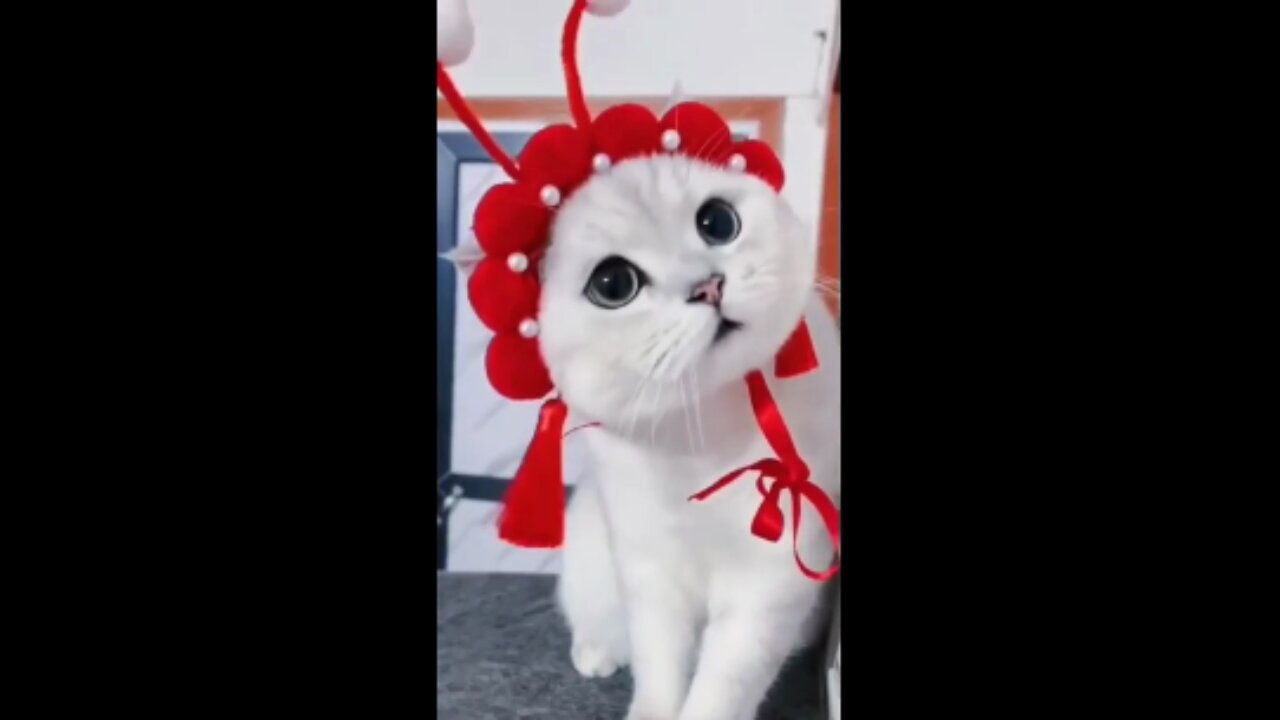 VIEW A AMAZING CAT DANCING VIDEO .