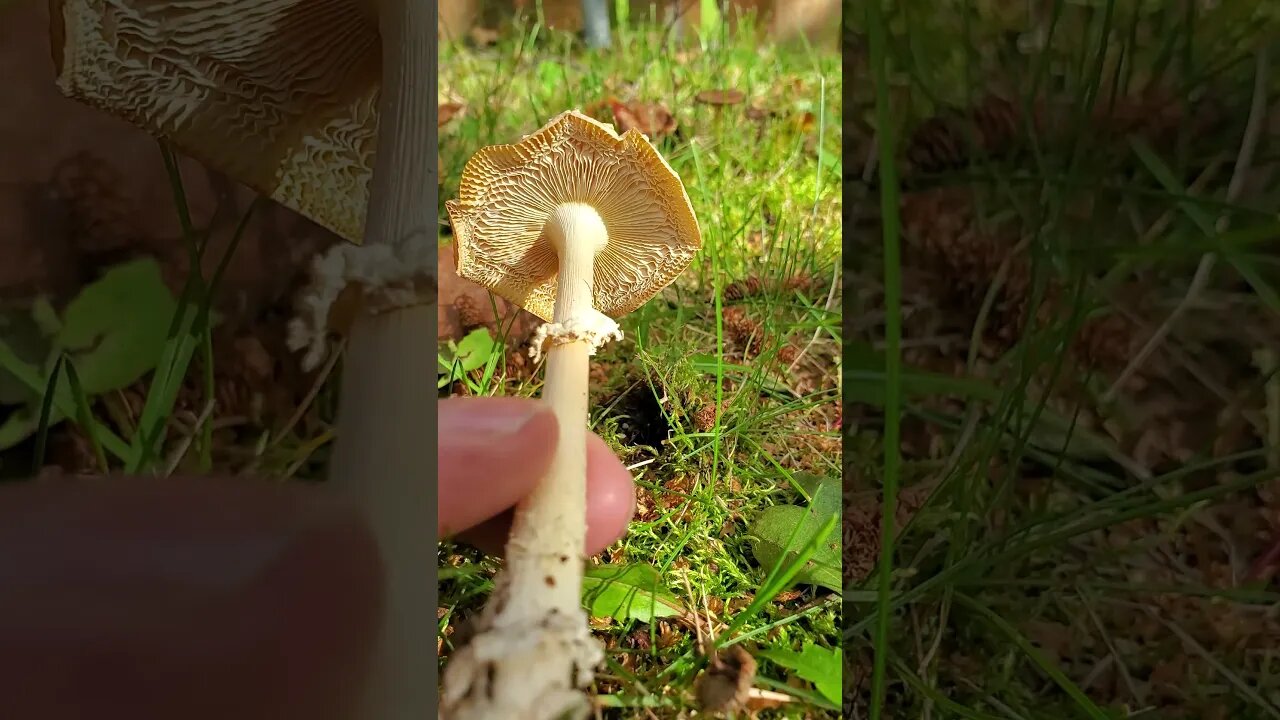 Amanita Mixed Mushroom Fairy Ring Alaska #mushrooms
