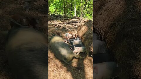 Piglets Getting Breakfast @UncleTimsFarm #kärnəvór #carnivore #shorts #hereford #freerangepigs