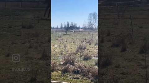 My Rescue Horse Jumping Out Of His Field