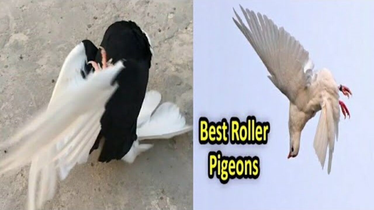 😘🔥Roller Pigeon Rolling 🤩 | Ground Roller Super Performance |