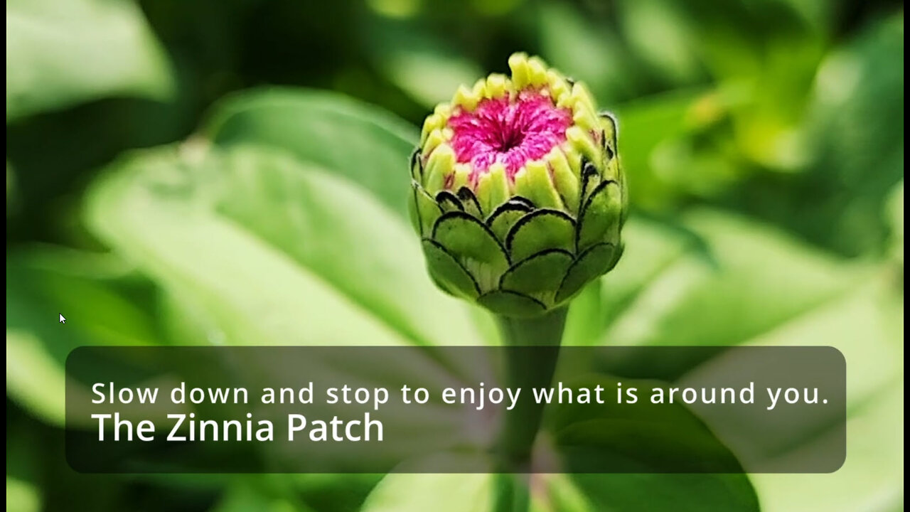 The Zinnia Patch