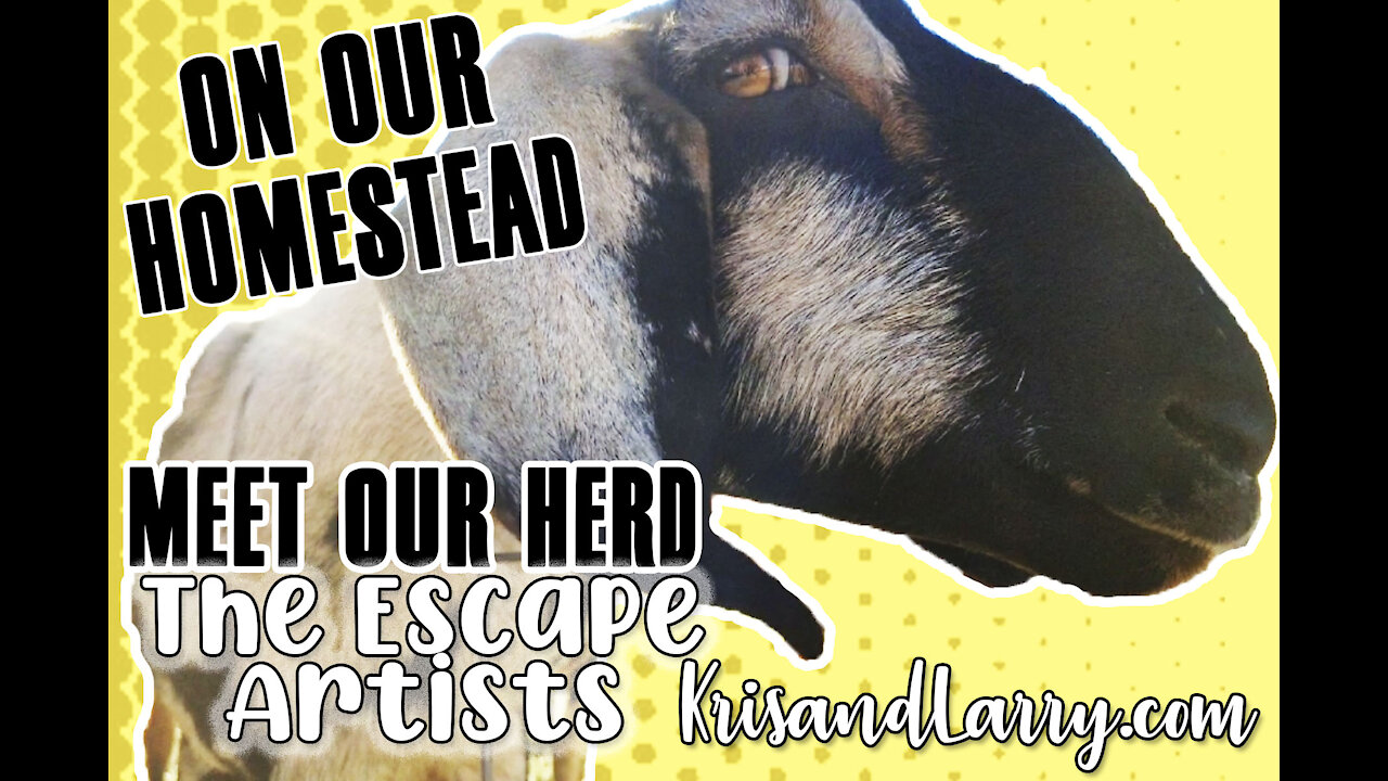 Crazy hail storm let the goats out - Homesteading with Nubian Dairy Goats - KrisandLarry