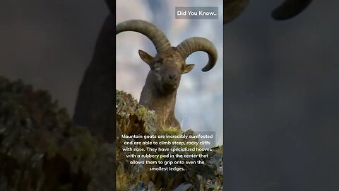 Did You Know.. #Shorts #subscribe