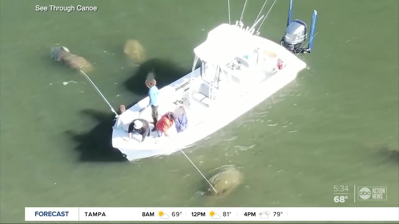 Drone video shows Florida boater using pole to harass manatee