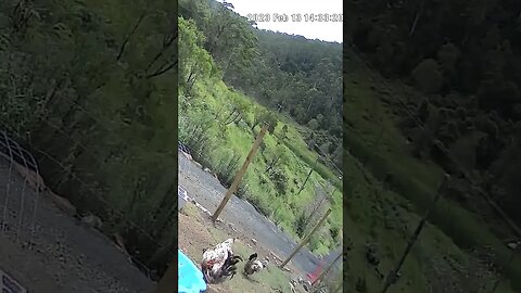 Farm Cam. Little chicken family