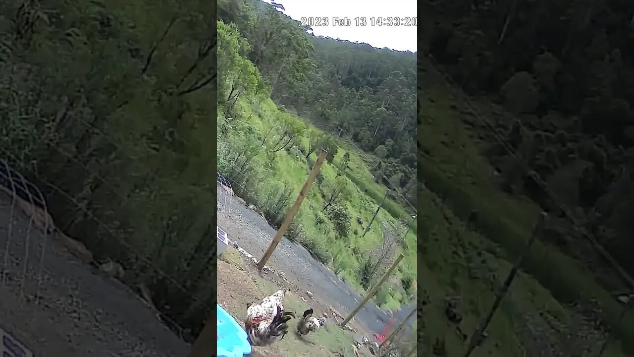 Farm Cam. Little chicken family