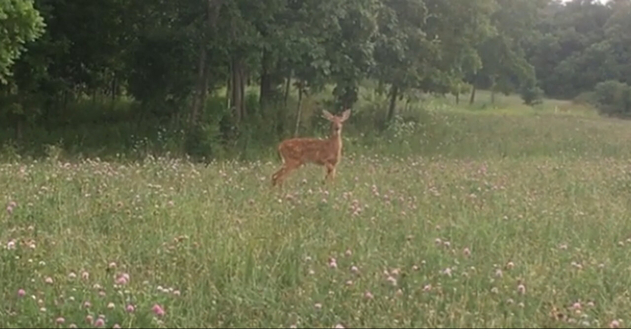 Northern Kentucky Project: Wildlife Encounters - A Curious Fawn