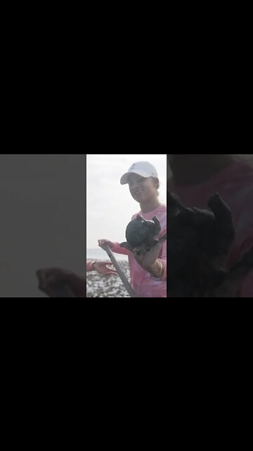 Finding Clams on the Mud Flats in Jersey #shorts