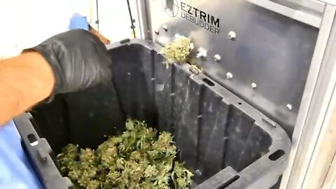Best Bud Bucking, Trimming and Sorting | Equipment Review | Monte Fiore Farms