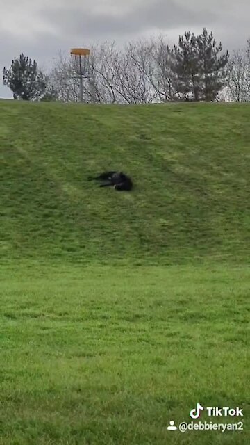 Senior Labrador caught on camera rolling down a hill