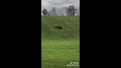 Senior Labrador caught on camera rolling down a hill