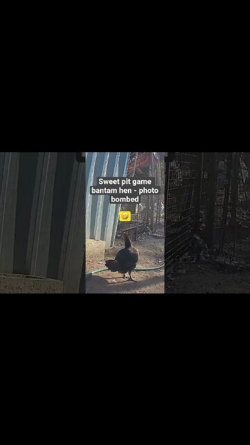 Farm surveillance. Pit game bantam hen